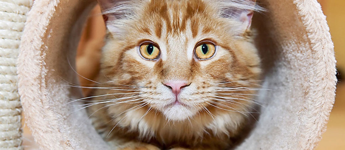 Orangefarbene Langhaarkatze blickt aus einem Kratzbaum-Tunnel direkt in die Kamera.