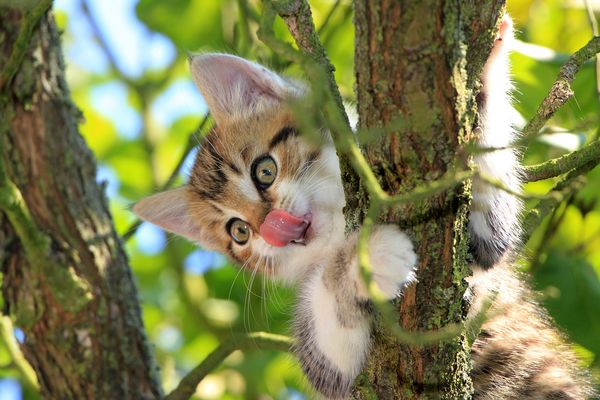 Lilou & Émile Das würden die Katzen sagen