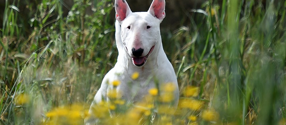 Weißer Bullterrier liegt auf der Wiese