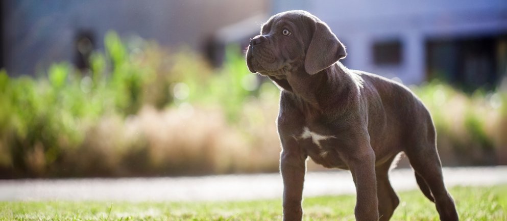 Ein Hundewelpe der Rasse Cane Corso Italiano