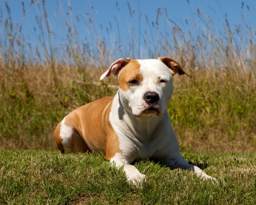 Ein braun weißer American Staffordshire Terrier liegt auf dem Gras