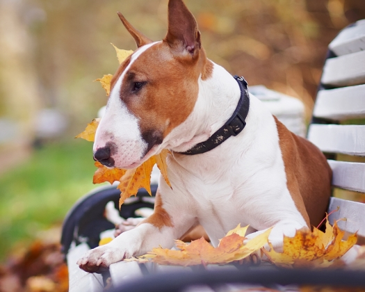 Braun-weißer Bullterrier liegt auf einer Bank mit braunen Blättern