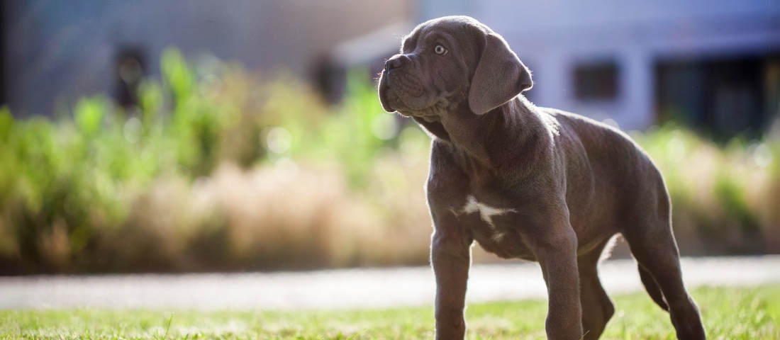 Ein Hundewelpe der Rasse Cane Corso Italiano