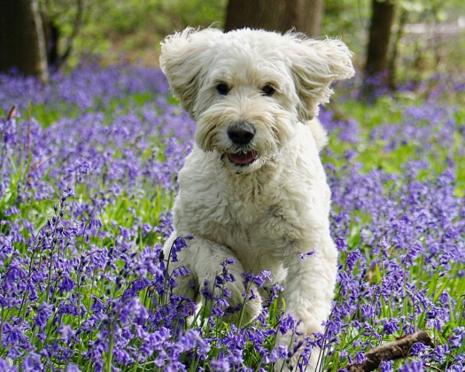 Weißer Goldendoodle hüpft über eine Wiese mit lilanen Blumen
