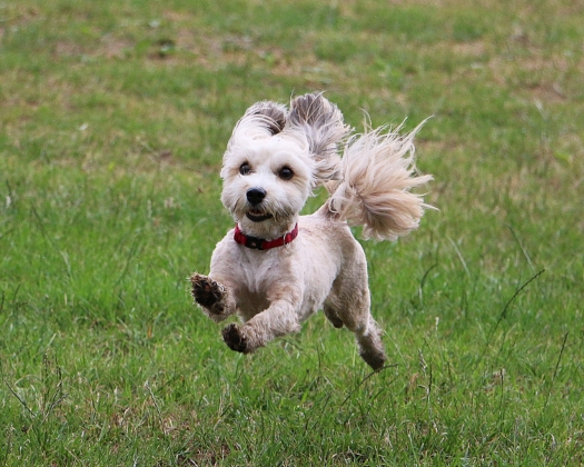 Ein Havaneser springt über eine Wiese